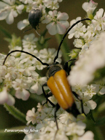 Dubbio su classificazione: Paracorymbia fulva